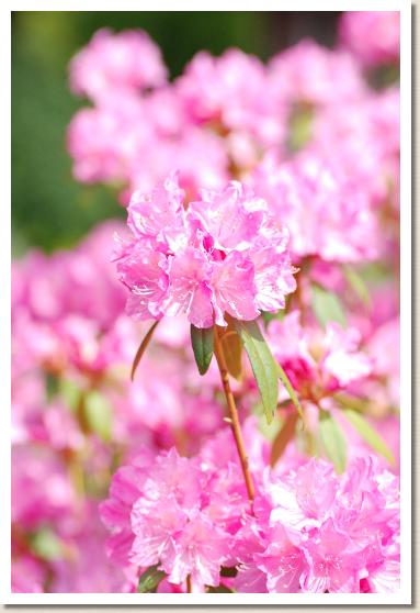 ハルイチバン（春一番）