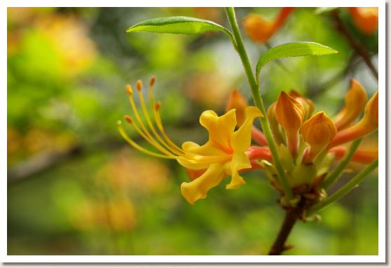 ツツジ ロードデンドロン アウストリナム