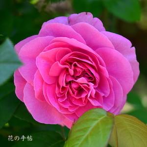 ダリア　ユメゴコチ（夢ごこち）