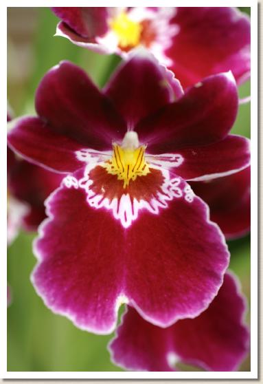 ミルトニア ジーン サブリン