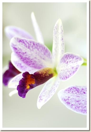 リンカンセ ダフォディル 'ミルフィーユ'