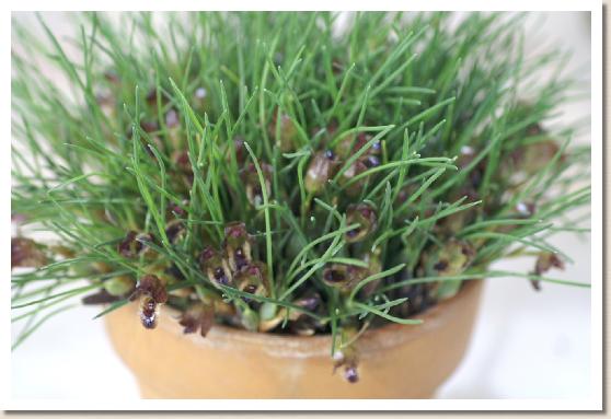 マキシラリア ユルゲンシー 'ヒデコ'