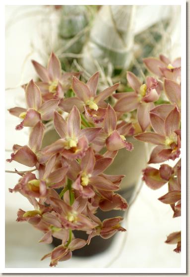 モルモデス ジャンボ ドール 'コスモ フォー'