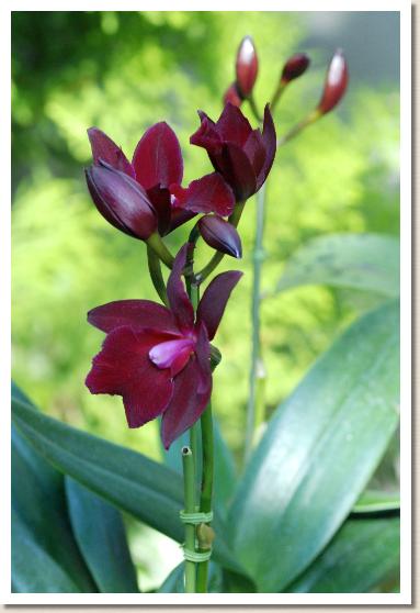 ホーキンサラ クーラウ サンセット 'ハワイ'