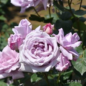 バラ　レディ エックス（Lady X）｜花の手帖のバラ図鑑