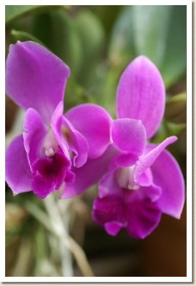 レリオカトレヤ ミニ パープル