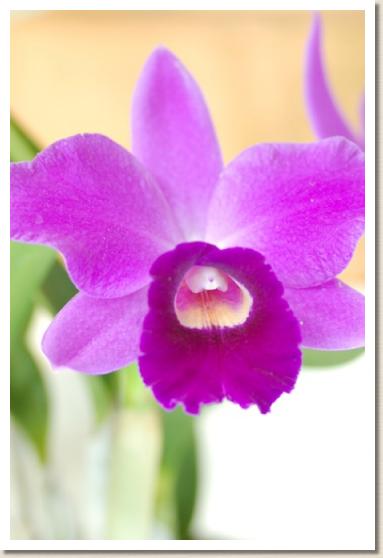 レリオカトレヤ パープル スニーカーズ 'ショーナン ビューティ2'