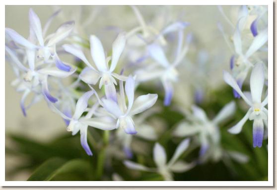 ネオスティリス ルー スニリ 'サナル'