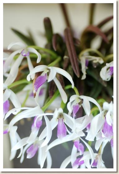 レプトテス ビコロル 'ドリーム オブ キミ'