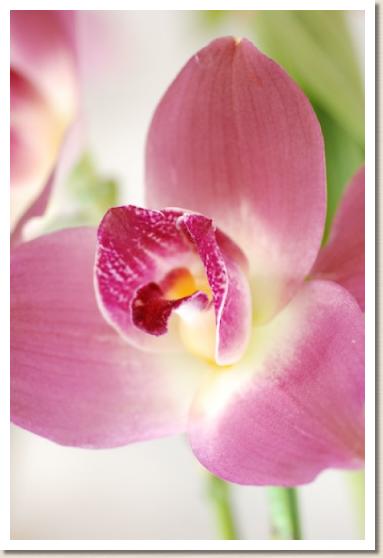 リカステ チタ インパルス 'ニカ'