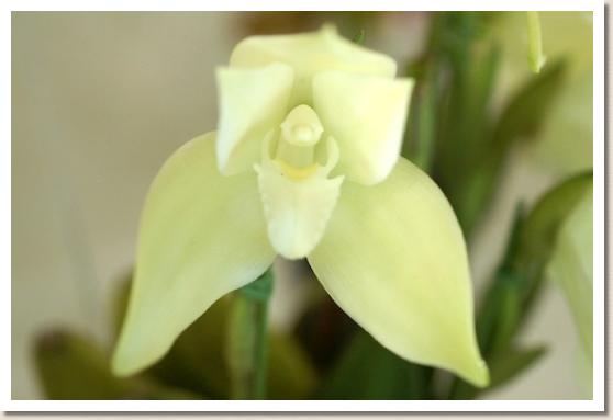 リカステ ドー ケネディ 'ミルキーウェイ'