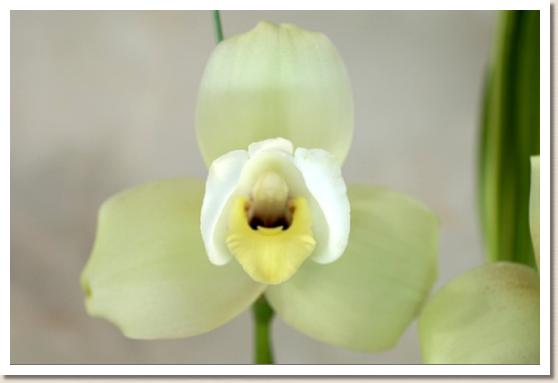 リカステ ヘンティ キララ 'マスカット'