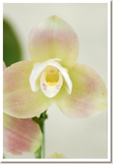 リカステ ヘンティ 'シラコ'