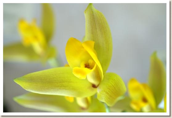 リカステ ジェイソン 'レッキー'