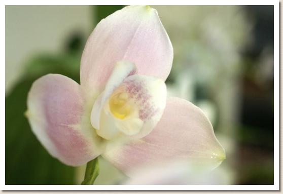 リカステ ジョン エジー 'ピンク ファッション'