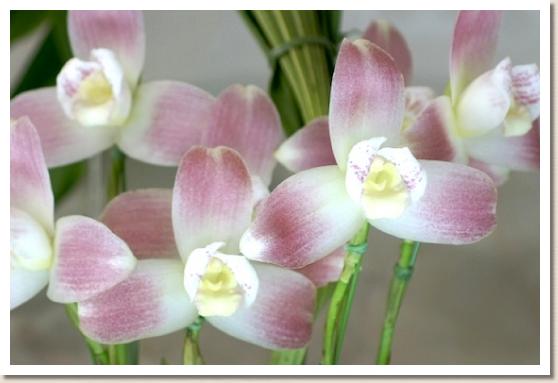 リカステ クーレナ ハマナ ブリット 'モエ'