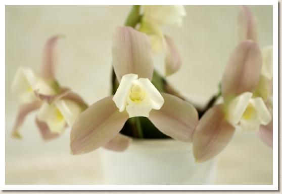 リカステ ペーター サンダー 'チェリッシュ'