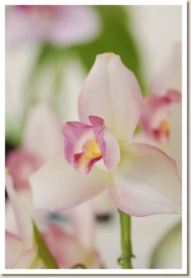 リカステ ラクホク 'エイコ'