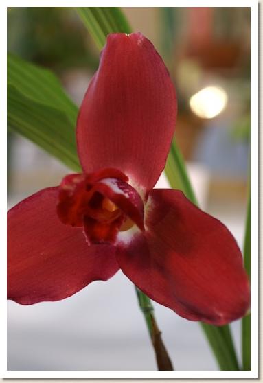 リカステ ショールヘブン