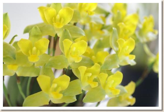 リカステ スプリング ブーケ 'リョーコ'