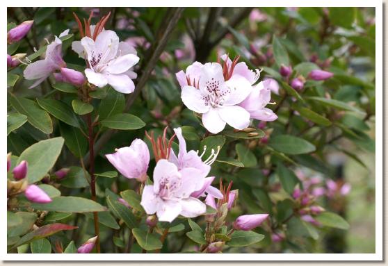 マルババイカツツジ（丸葉梅花躑躅） 