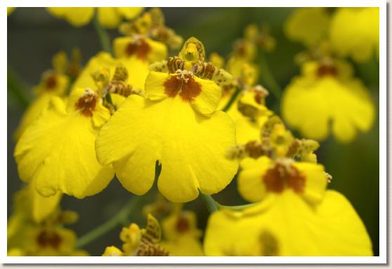 オンシジュウム ミルキーウェイ 'イエローバード' 