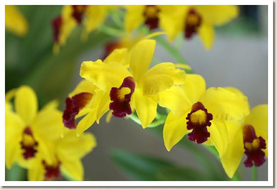 ソフロレリオカトレア マインゴールド O.C.