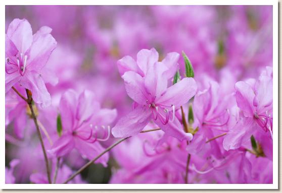 ミツバツツジ（三葉躑躅）