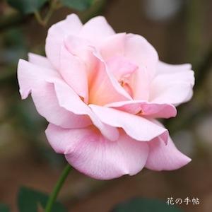 バラ　マダム バタフライ（Madame Butterfly）｜花の手帖のバラ図鑑