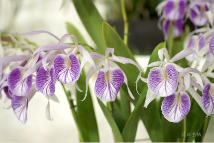 Brassolaelia Morning Glory H&R｜花の手帖のラン図鑑