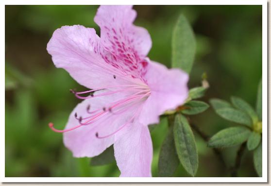 ツツジ　モチツツジ