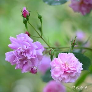 バラ　ミセスウッズ（Mrs. Wood）｜花の手帖のバラ図鑑