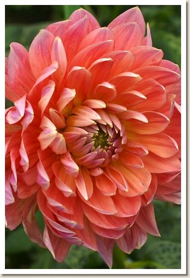 ダリア　ムチュウカ