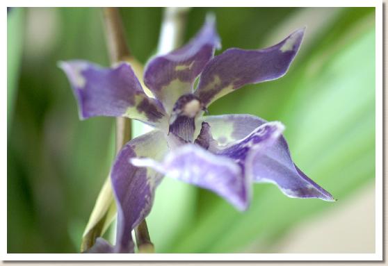 ジゴニシア ムラサキコマチ カオリ