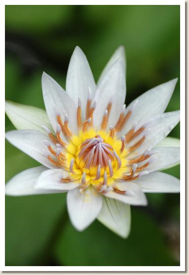 スイレン ニンフェア コロラータ