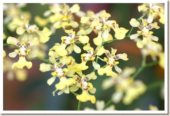 オンシジュウム オブリザタム