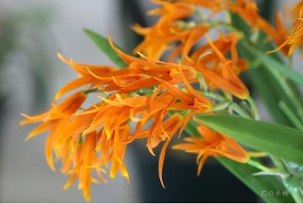 Ada aurantiaca 'Mt.Iizuna'｜花の手帖のラン図鑑