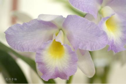 Brassocattleya Miura Otome 'Christmas Eve' ｜花の手帖のラン図鑑