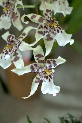Beallara Tahoma Glacier 'Sugar Sweet'｜花の手帖のラン図鑑