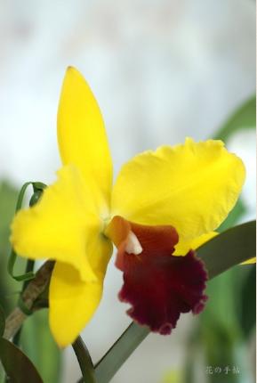 Brassolaeliocattleya Brilliant Gift 'Bluemen Insel'｜花の手帖のラン図鑑