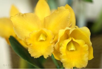 Brassolaeliocattleya Golden Jubilee 'Indian Summer'｜花の手帖のラン図鑑