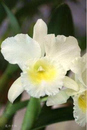 ブラソレリオカトレヤ リトル ウィングス 'コトネNo.1'｜花の手帖のラン図鑑