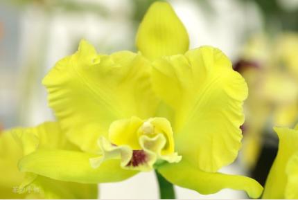 ブラソレリオカトレヤ メモリア ヘレン ブラウン 'スィート アフトン'｜花の手帖のラン図鑑