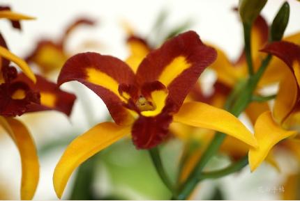 ブラソレリオカトレヤ ツェンウェン クィーン 'キス オブ ファイアー'｜花の手帖のラン図鑑