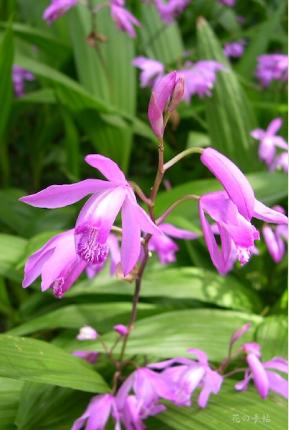 ｜花の手帖のラン図鑑