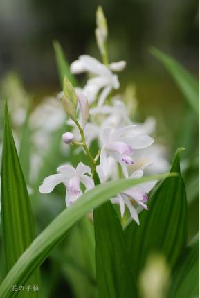 ｜花の手帖のラン図鑑
