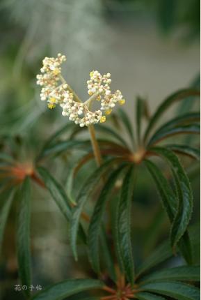Brassavola luxurians｜花の手帖のラン図鑑