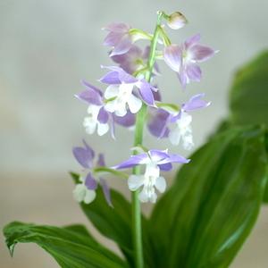 ｜花の手帖のラン図鑑