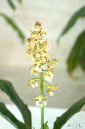 ｜花の手帖のラン図鑑