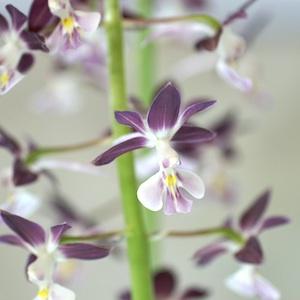 ｜花の手帖のラン図鑑